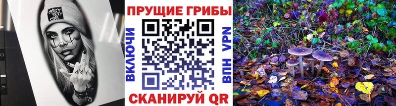 как найти наркотики  Устюжна  Псилоцибиновые грибы Cubensis 